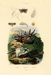 Schwarzgefleckter Weißling